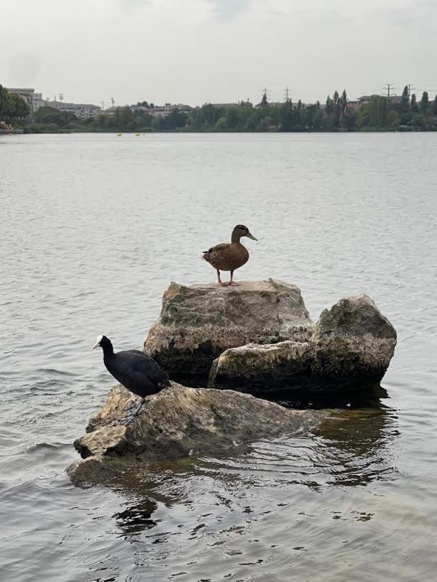 Vue Exceptionnelle Sur Le Lac Creteil Bagian luar foto
